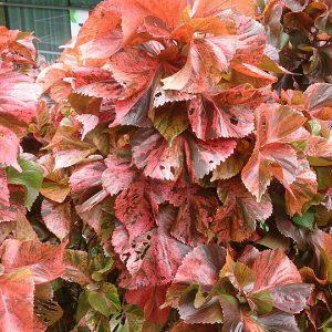 ACALYPHA