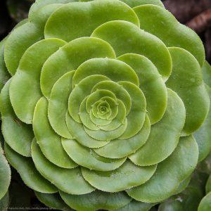 AEONIUM