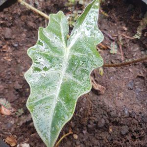 ALOCASIA
