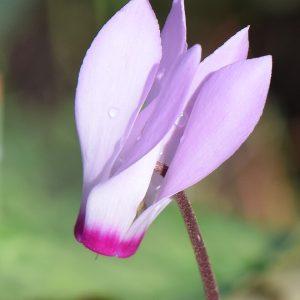 CYCLAMEN