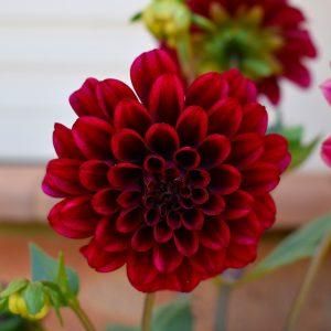 DAHLIA
