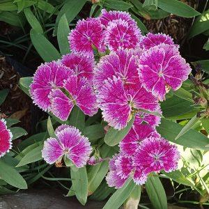 DIANTHUS
