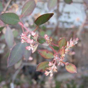 EUCALYPTUS