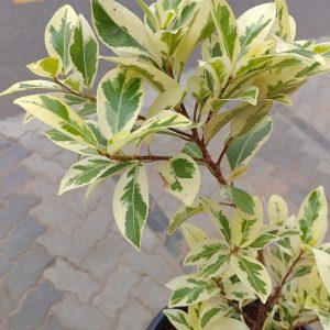 FICUS