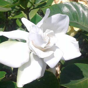 GARDENIA