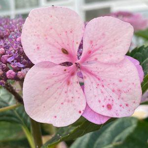 HYDRANGEA