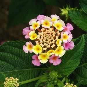 LANTANA