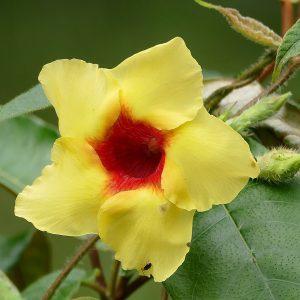 MANDEVILLA