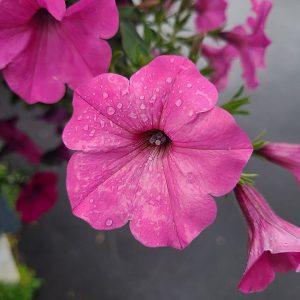 PETUNIA