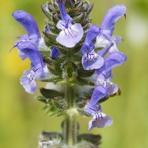 SALVIA