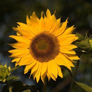 TOURNESOL