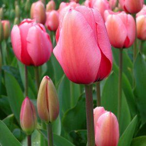 TULIPES