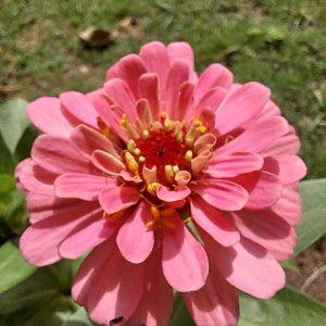 ZINNIA