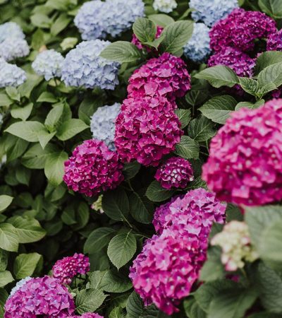 jardins_brisson_plantes fleurs