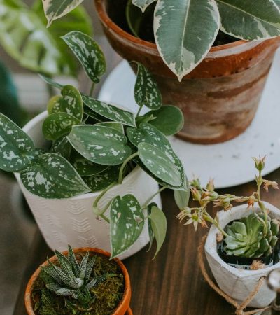 plante-interieur plantes intérieures